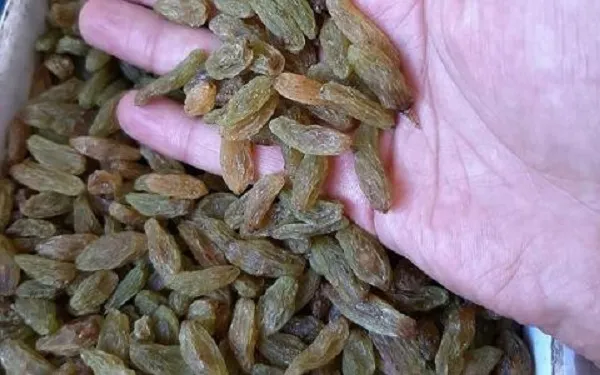خرید جدیدترین انواع کشمش عسگری با قیمت مناسب